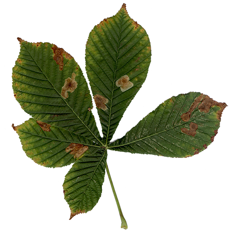 Kasztanowiec zwyczajny