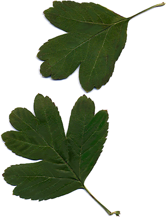 Głóg jednoszyjkowy