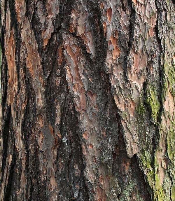Modrzew kora fot. S.M.