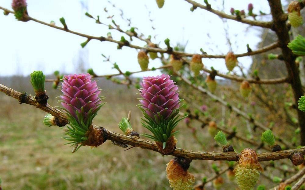 Modrzew kwiaty fot. Myself (Wikimedia Commons)