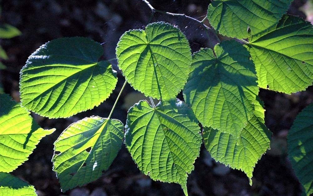 Lipa liście fot. M.W.