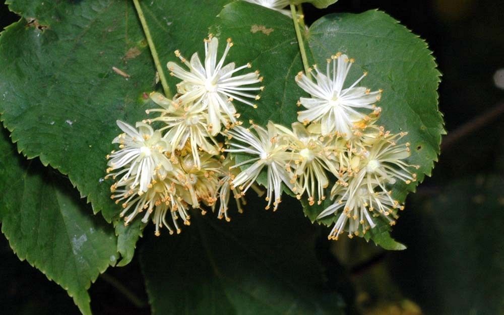 Lipa kwiaty fot. M.W.