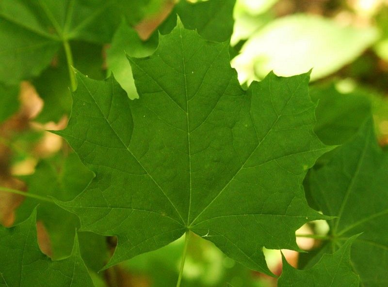 Klon liście fot. S.M.