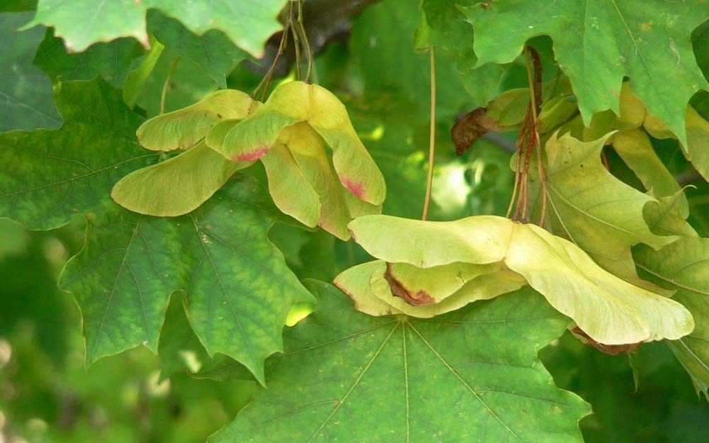 Klon owoce fot. K.K.