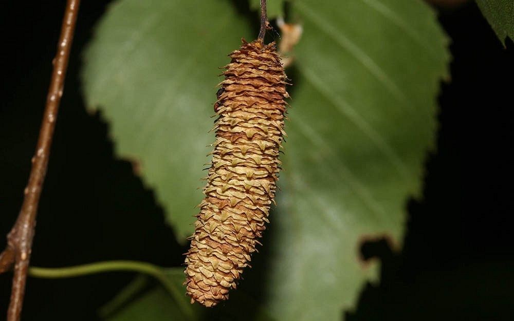 Brzoza owoce www.kuleuven-kortrijk.be/bioveb
