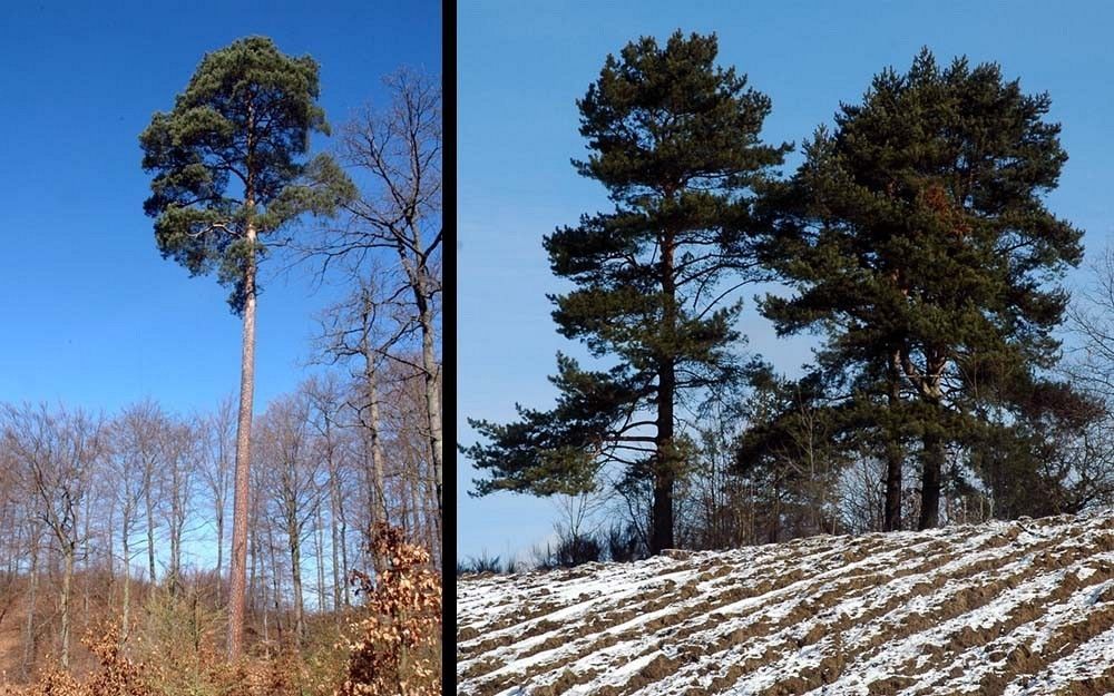 Sosna pokrój fot. M.W.