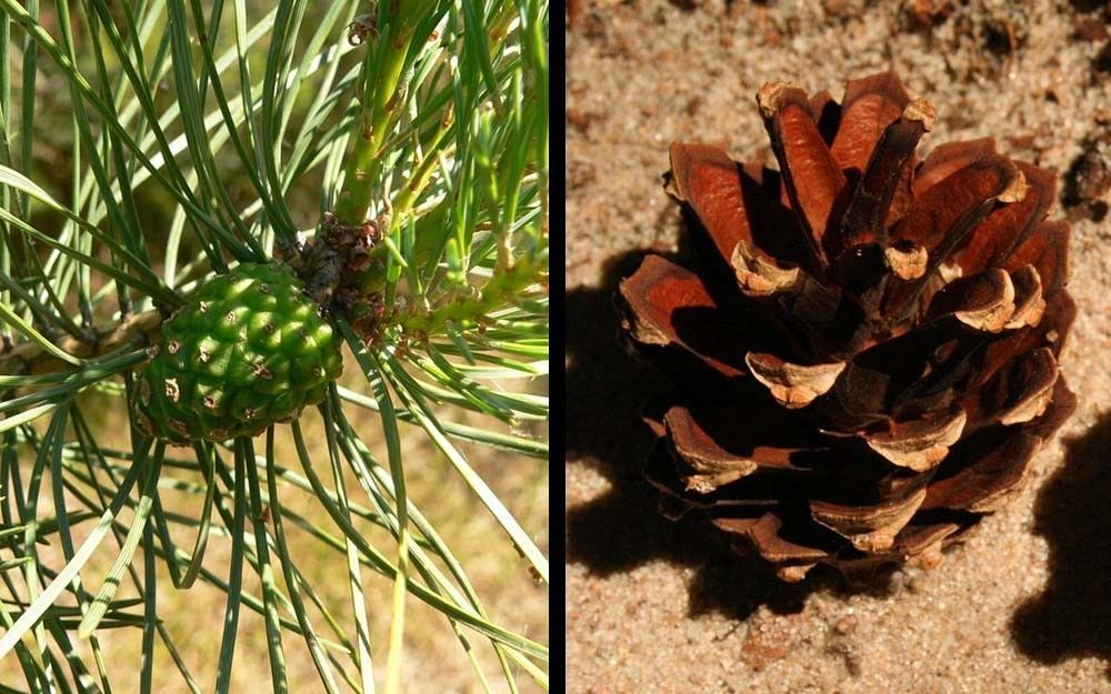 Sosna szyszki fot. K.K/S.M.