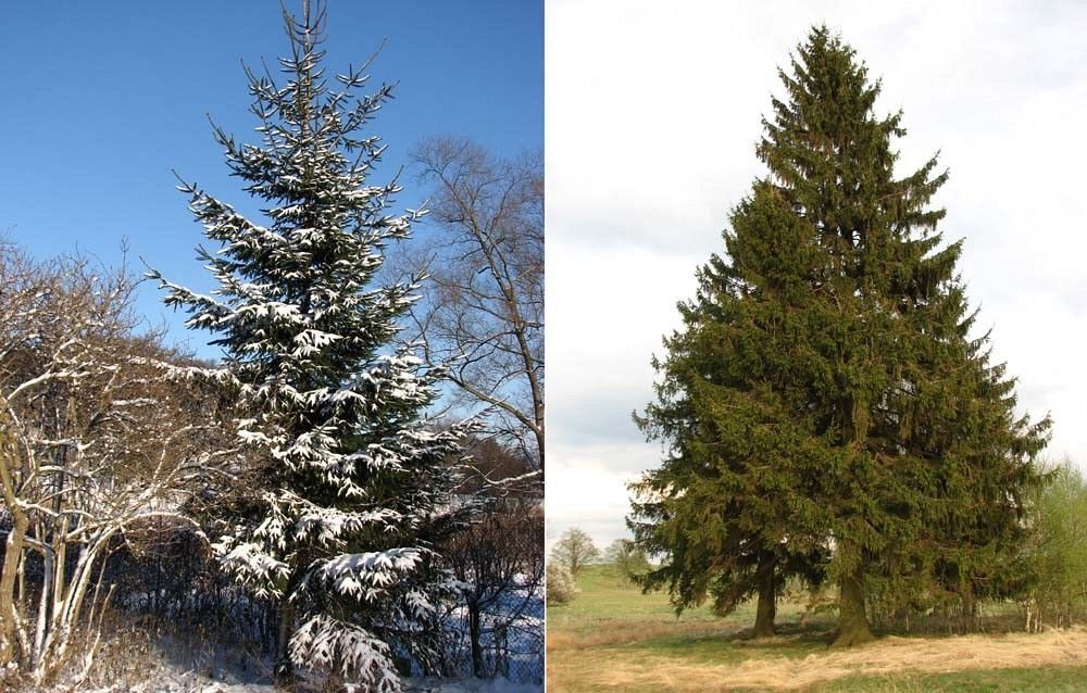 Świerk pokrój fot. S.M.