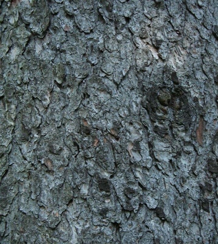 Świerk kora fot. S.M.