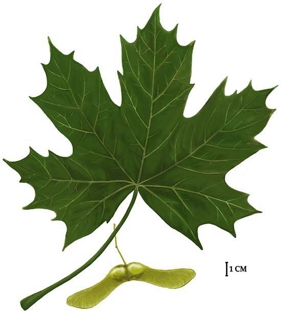 Klon zwyczajny, rys. C.W.