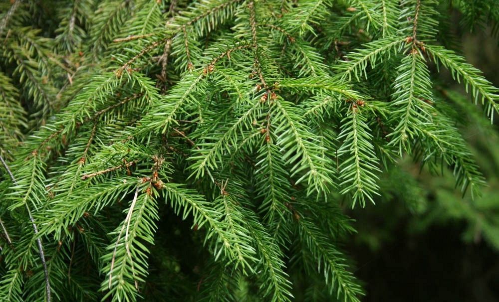 Świerk liście fot. S.M.