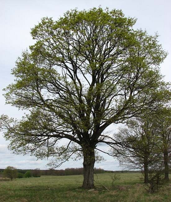 Klon pokrój fot. M.B