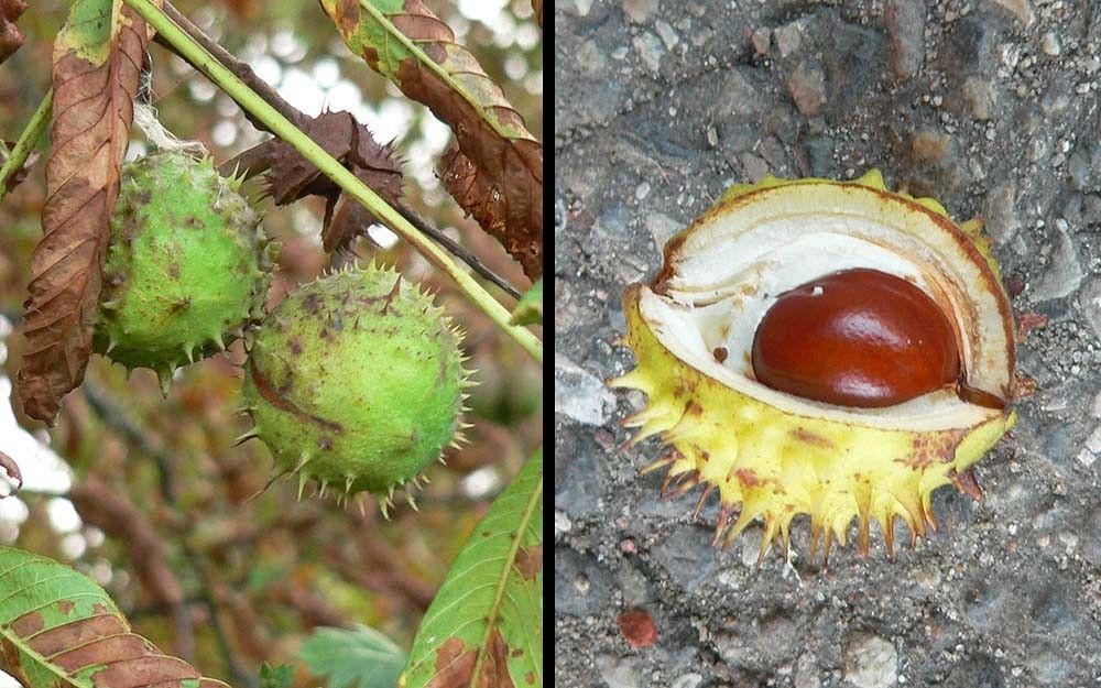 Kasztanowiec owoce fot.K.K.