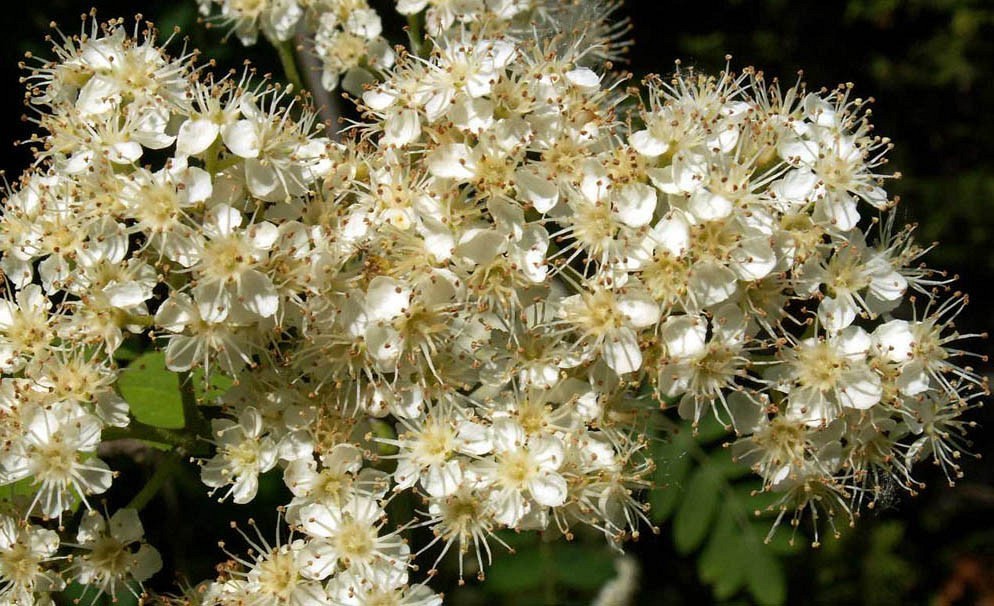 Jarząb kwiaty fot. D.O.