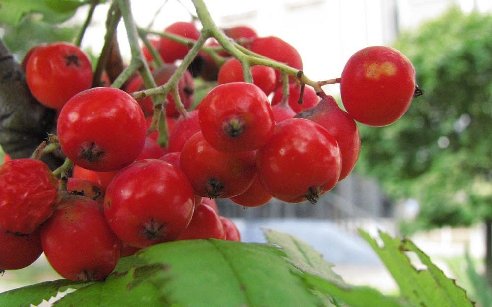 Jarząb owoce fot. A.H.