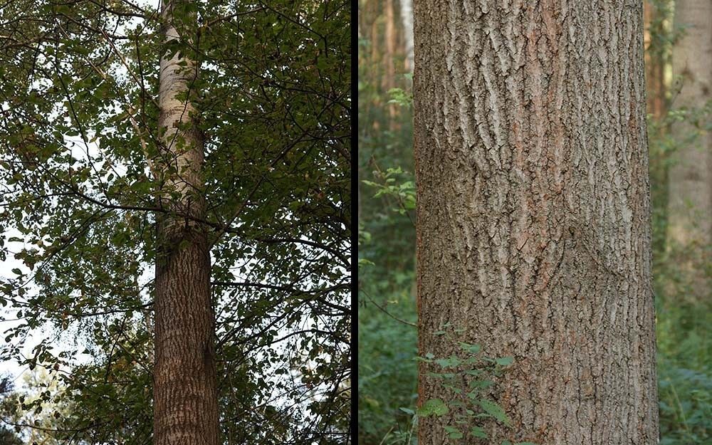 Osika kora fot. J.K.