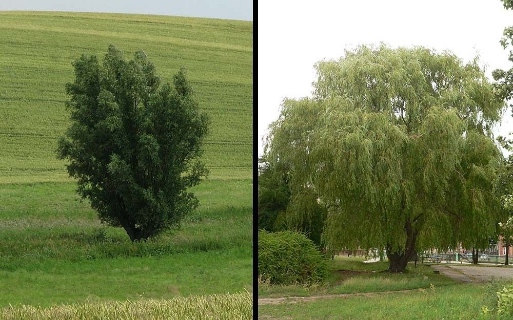Wierzba pokrój fot.M.B./K.K.