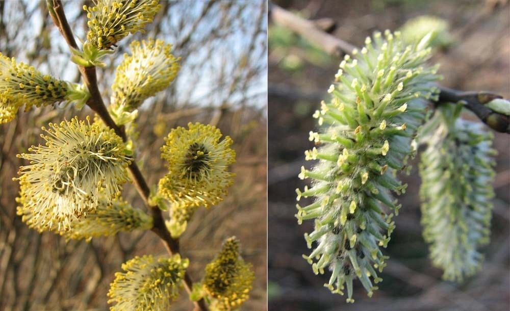 Wierzba kwiaty fot. M.B.