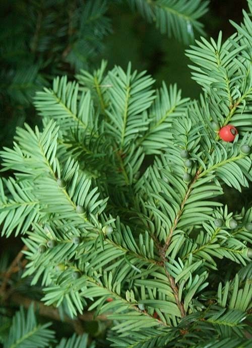 Cis nasiona fot. S.M.