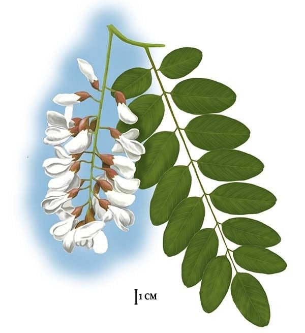 Robinia akacjowa rys. C.W.