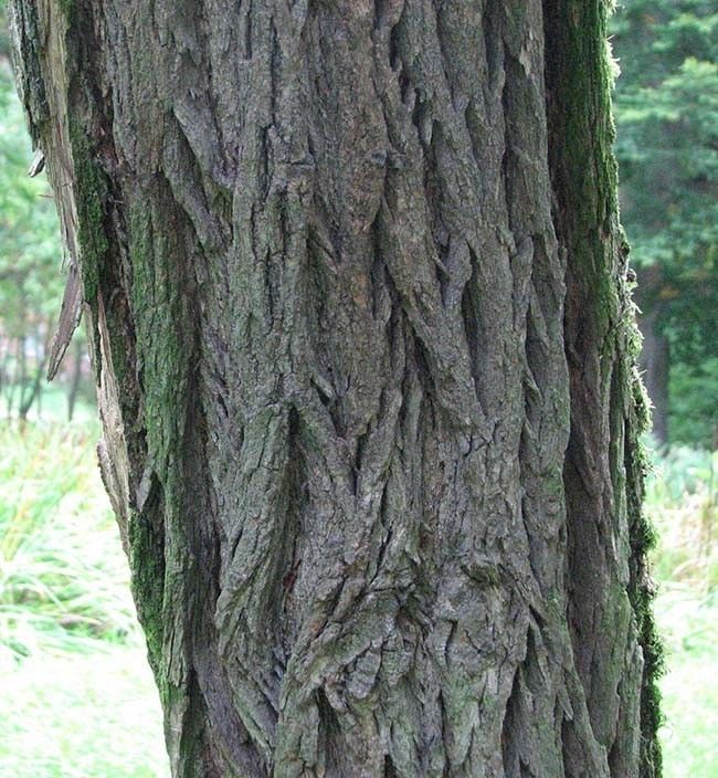 Robinia kora fot. A.H.