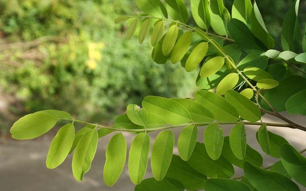 Robinia liście fot. S.M.
