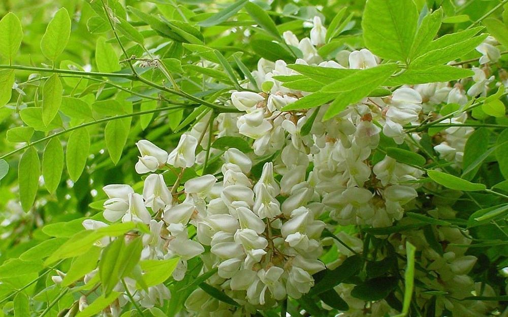 Robinia kwiaty www.kuleuven-kortrijk.be/bioweb