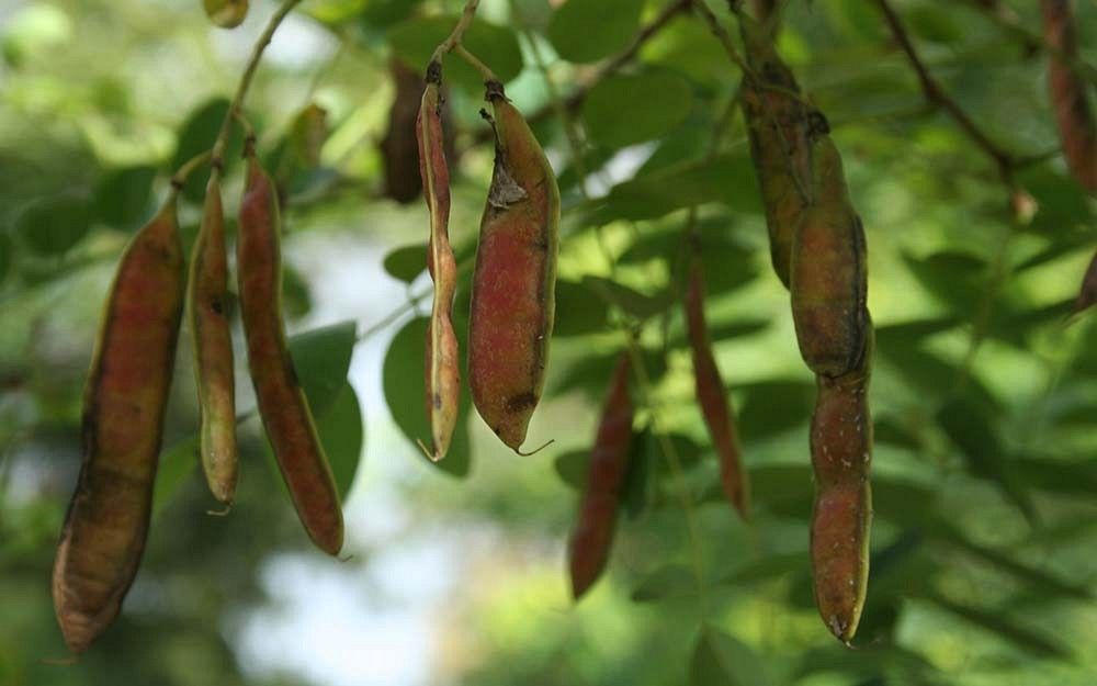 Robinia owoce fot. S.M.