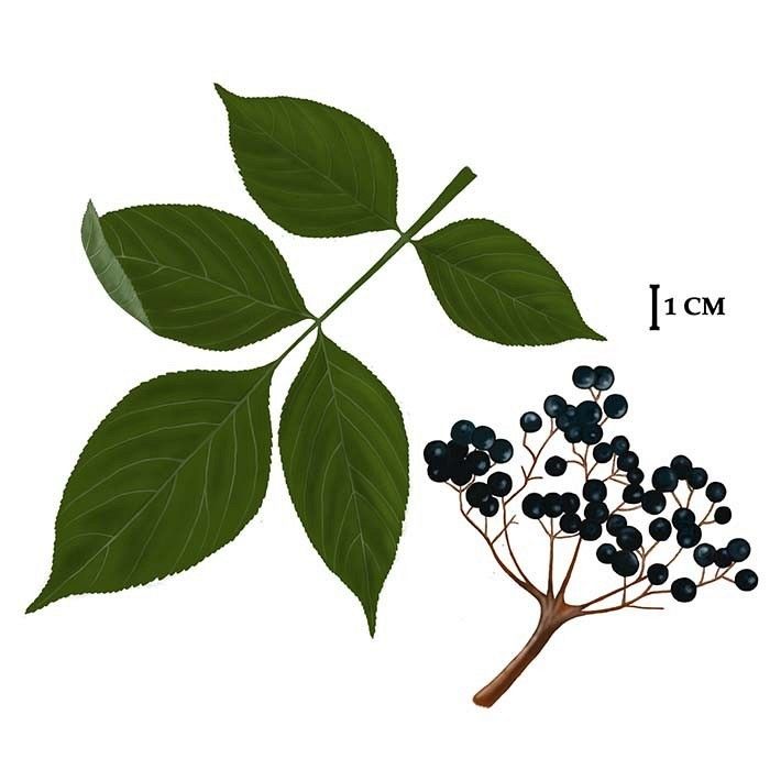 Bez czarny rys. C.W.