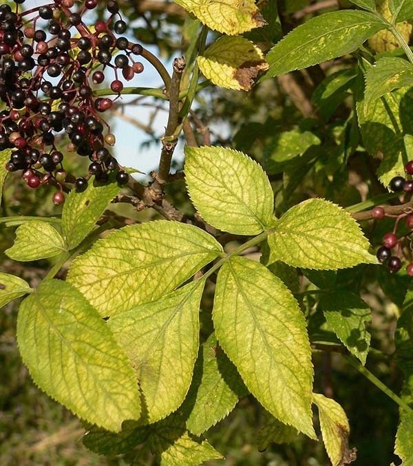 Bez liście fot. K.K.