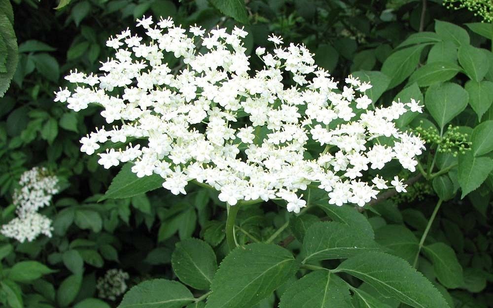 Bez kwiaty fot. M.B.