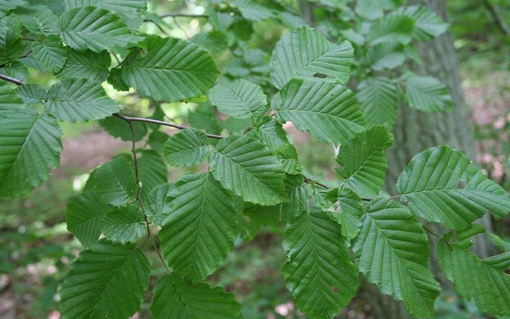 Grab liście fot. J.K.