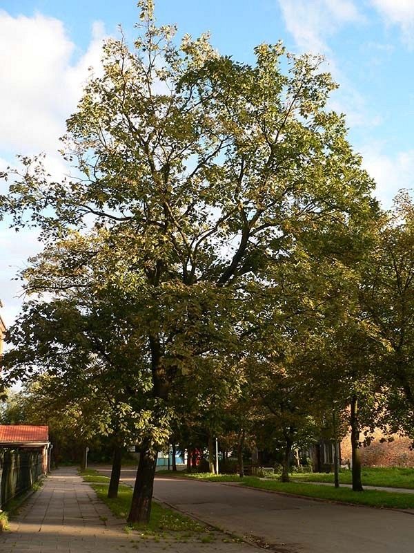 Jawor pokrój fot. K.K.