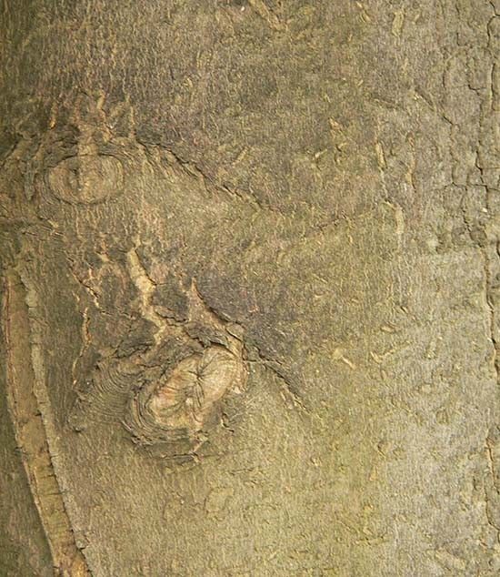 Jawor kora fot. K.K.