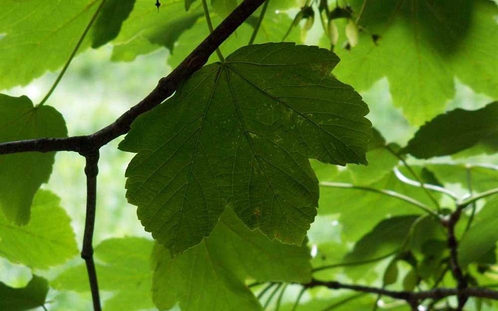 Jawor liście fot. D.O.