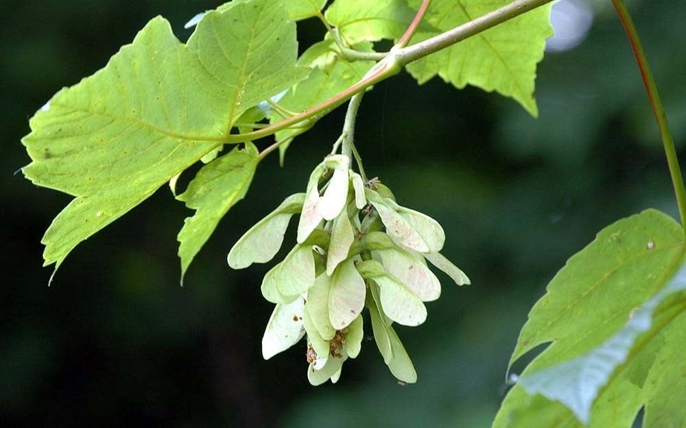 Jawor owoce fot. M.W.