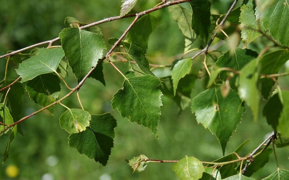 Brzoza liście fot. S.M.