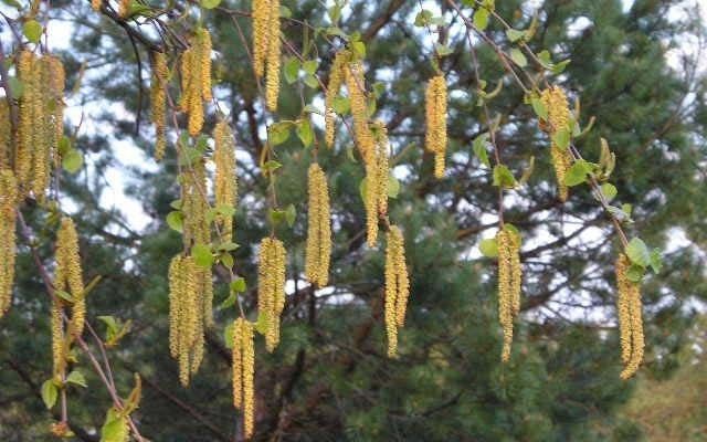 Brzoza kwiaty fot. S.N.