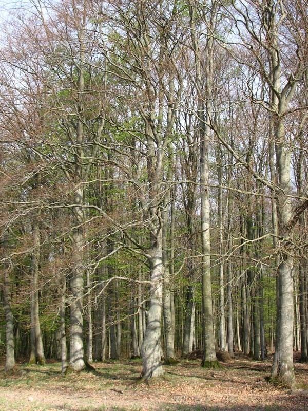 Buk pokrój fot. M.B.