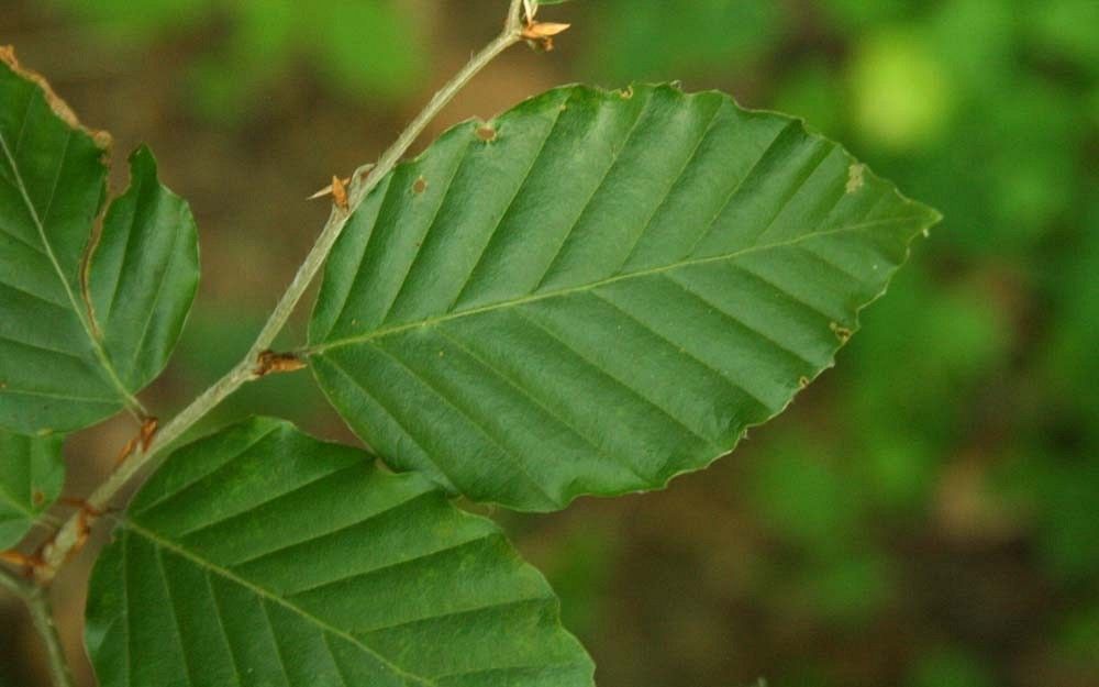Buk liście fot. J.K.
