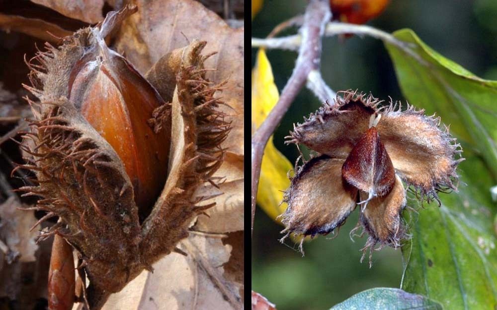 Buk owoce fot. D.O./M.N.