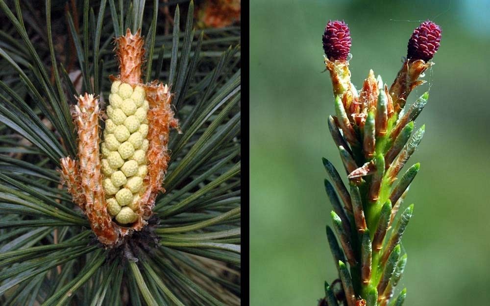 Sosna kwiaty fot. M.W.