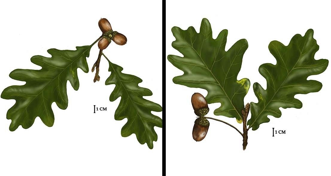 Dąb bezszypułkowy i szypułkowy, rys. C.W.