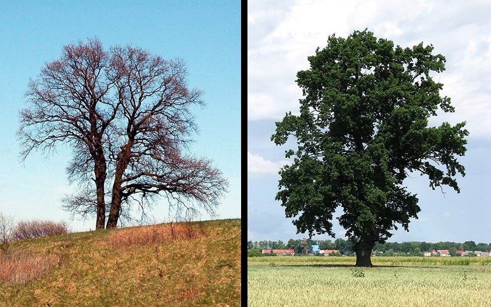 Dąb pokrój fot. M.W/M.B.