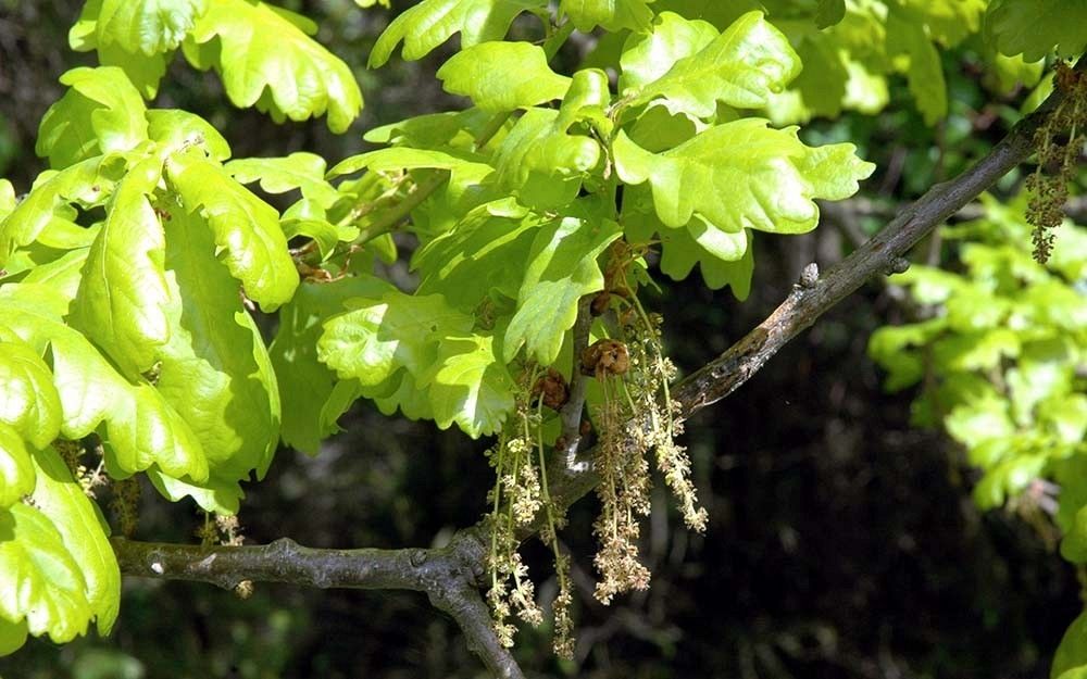 Dąb kwiaty fot. M.W.