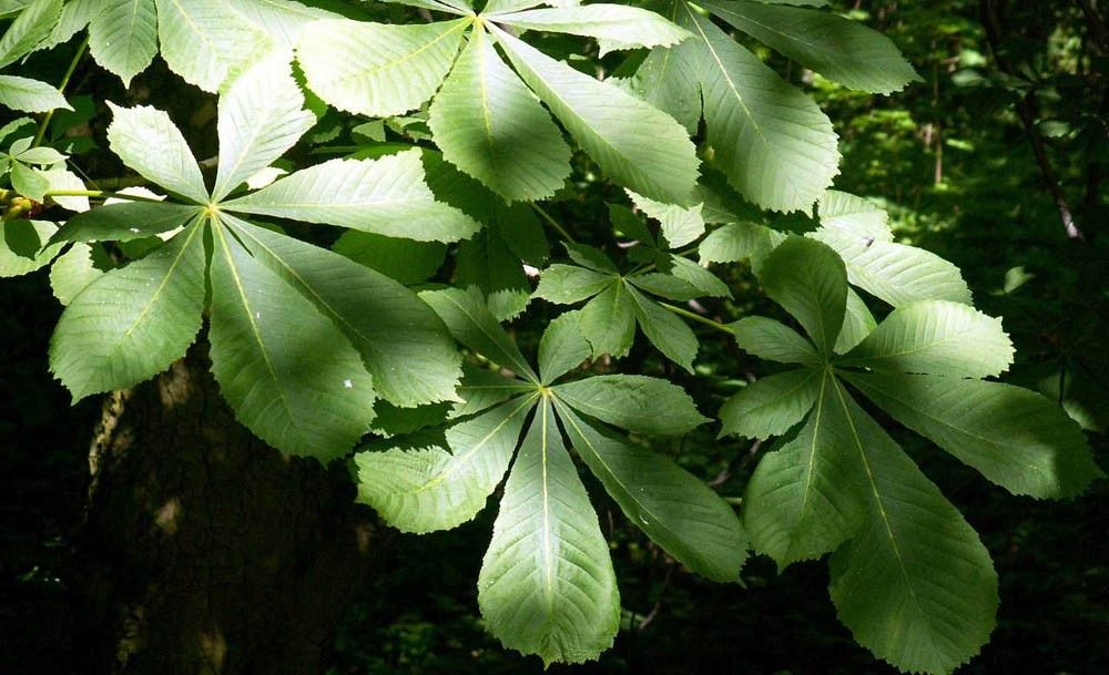Kasztanowiec liście fot. D.O.