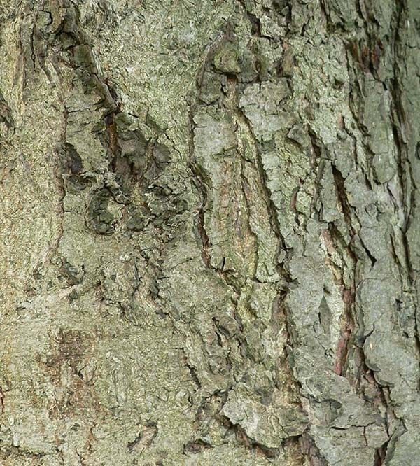 Kasztanowiec kora fot. K.K.