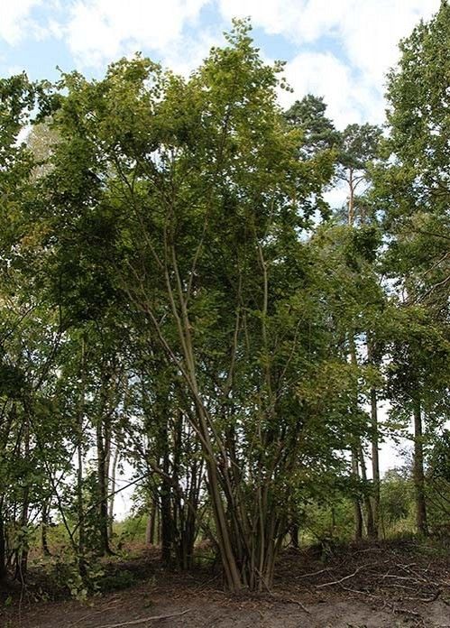 Leszczyna pokrój fot. J.K.