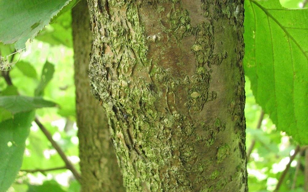 Leszczyna kora fot. A.H.