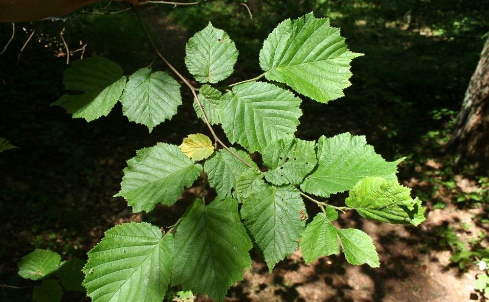 Leszczyna liście fot. S.M.